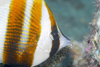 Perhentian Island - Batu seabell: Orange banded coralfish / butterfly fish (Coradion chrysozonus) feeding on the reef (photo by Jez Tryner)