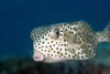 Perhentian Island - Batu seabell: Rhino boxfish (ostracion rhinorhynchus) swimming and feeding along the reef, Pulau Perhentian, South China sea, Peninsular Malaysia, Asia (photo by Jez Tryner)