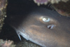 Perhentian Island - Temple of the sea: Brown / grey bamboo shark (Chiloscyllium griseum) hiding under a rock shelf