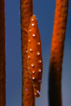 Malaysia - underwater images - Perhentian Island - Twin rocks: Allied partner cowrie (Aclyvolva lanceolata) on a red harp coral - photo by J.Tryner