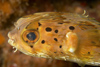 Perhentian Island - Temple of the sea: Freckled / fine spotted pufferfish (Diodon holocanthus) under an overhang, Pulau Perhentian, South China sea, Peninsular Malaysia, Asia (photo by Jez Tryner)