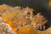 Perhentian Island - Temple of the sea: Raggy scorpionfish (scorpaenopsis venosa) sat on a coral bommie