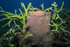 Malaysia - underwater image - Perhentian Island: barrel sponge and coral compete for space - Xestospongia testudinaria (photo by Jez Tryner)