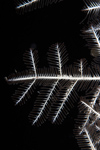 Malaysia - Perhentian Island - Twin rocks: Stinging hydroid frond