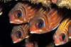 Perhentian Island - Twin rocks: Red-coat squirrel fishes (Sargocentron rubrum) hiding under a table coral