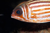 Perhentian Island - Twin rocks: Red-coat squirrel fish (Sargocentron rubrum)