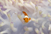 Malaysia - Perhentian Island - Twin rocks: Western / false clownfish juvenile (8mm) (Amphiprion ocellaris) hiding inside an unusual white anenome - underwater photo by Jez Tryner