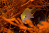 Perhentian Island - Twin rocks: Golden sergeant (Amblyglyphidodon aureus) hiding amongst the fan coral