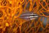Perhentian Island - Twin rocks: Black striped cardinalfish (Apogon angustatus) hiding amongst the fan coral