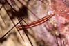 Perhentian Island: Long-snout clingfish (Diademichthys lineatus) amongst sea urchins (photo by Jez Tryner)