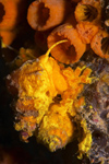 Malaysia - Perhentian Island: Wentle traps ( Epitonium billeeanum) laying eggs in Daisy cup coral (Tubastraea coccinea)  - sea snail