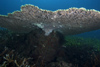 Malaysia - underwater image - Perhentian Island - Mullet point: Table coral - Acropora Hyacinthus (photo by Jez Tryner)