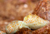 Malaysia - Perhentian Island: Haminoea cymbalum, shelled sea slug, in a group moving along the reef wall - photo by J.Tryner