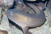 Perhentian Island - Temple of the sea: Brown / grey bamboo shark (Chiloscyllium griseum) lying on the bottom