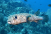 Perhentian Island - Temple of the sea: Black spotted porcupine pufferfish (Diodon hystrix) hovering above the reef in the blue (photo by Jez Tryner)