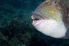 Perhentian Island - Temple of the sea: Titan /Giant triggerfish (Balistoides viridescens) displaying large teeth used for taking bites out of the coral