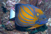 Perhentian Island -Temple of the sea: Blue ringed angel fish (pomacanthus annularis) swimming along the reef looking for food