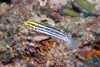 Perhentian Island - Temple of the sea: Black banded blenny (Meiacanthus grammistes) hovering over the rock wall