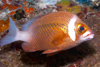 Perhentian Island - Temple of the sea: White monocle bream (scolopsis vosmeri) hiding under a table coral