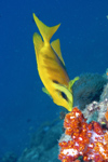 Perhentian Island - Temple of the sea: Coral rabbitfish (Siganus tetrazonus) eating a dendronepthya soft coral