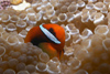 Malaysia - Perhentian Island - Temple of the sea: Bridled anenome fish (Amphiprion frenatus) in a bubble anenome - underwater photo by Jez Tryner