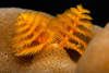 Perhentian Island: two Yellow x-mas tree worms (Spirobranchus giganteus) in a hard coral bommie - Christmas tree worms - photo by J.Tryner