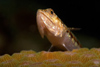 Perhentian Island: Variagated lizardfish (Synodus variegatus)_on a hard coral bommie (photo by Jez Tryner)