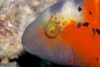 Perhentian Island: Banded splendour wrasse (Cheilinus fasciatus) head shot (photo by Jez Tryner)