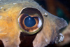 Perhentian Island: Masked / blotched porcupine pufferfish (Diodon liturosus) head shot (photo by Jez Tryner)