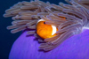 Malaysia - Perhentian Island: False / western clownfish (Amphiprion ocellaris) in a purple anenome - head - underwater photo by Jez Tryner