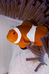 Malaysia - Perhentian Island - Temple of the sea: False / western clownfish (Amphiprion ocellaris) in a white anenome - underwater photo by Jez Tryner