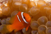 Malaysia - Perhentian Island - Temple of the sea: Juvenile Bridled anenome fish (Amphiprion frenatus) in its anenome - underwater photo by Jez Tryner