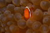 Malaysia - Perhentian Island - Temple of the sea: Juvenile Bridled anenome fish (Amphiprion frenatus) in its anenome - underwater photo by Jez Tryner