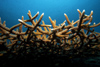 Malaysia - underwater image - Perhentian Island: stag coral - antler like coral (photo by Jez Tryner)