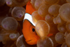 Malaysia - Perhentian Island - Temple of the sea: Juvenile Bridled anenome fish (Amphiprion frenatus) in its anenome III - underwater photo by Jez Tryner