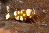 Malaysia - Perhentian Island - Temple of the sea: Commencal shrimp, Periclimenes brevicarpalis, in its anenome