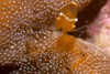 Malaysia - Perhentian Island - Temple of the sea: Commencal shrimp, Periclimenes brevicarpalis, in its anenome II