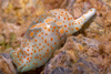 Malaysia - underwater images - Perhentian Island - Temple of the sea: Haminoea cymbalum, shelled sea slug, moving along the reef wall - photo by J.Tryner