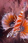 Perhentian Island - Temple of the sea: Zebra lionfish (Dendrochirus zebra) in a barrel sponge displaying splayed wings and vibrant colouring