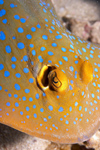 Perhentian Island -Temple of the sea: Blue spotted lagoon ray (Taeniura llymna) swimming over the reef