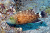 Perhentian Island - Temple of the sea: Yellow dotted Maori wrasse (Cheilinus chlorurus) feeding on the rock wall (photo by Jez Tryner)