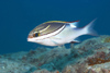 Perhentian Island - Temple of the sea: Lined spinecheek (Scolopsis bilineatus) hovering over the rock bottom