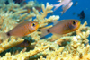 Perhentian Island - Temple of the sea: Ring-tail cardinalfish (Apogon aureus) using a stag coral as a base