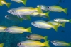 Malaysia - underwater image - Perhentian Island - Temple of the sea: schooling big eye snapper / sea perch - Lutjanus Lutjanus) in the blue,  Pulau Perhentian, South China sea, Penninsular Malaysia, Asia (photo by Jez Tryner)