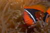 Malaysia - Perhentian Island - Temple of the sea: Female Bridled anenome fish (Amphiprion frenatus) in its anenome - underwater photo by Jez Tryner