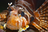 Perhentian Island - Twin rocks: Zebra lionfish (Dendrochirus zebra) resting on a rock top