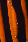 Malaysia - underwater images - Perhentian Island - Twin rocks: Allied partner cowrie (Aclyvolva lanceolata) on a red harp coral - photo by J.Tryner