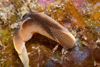 Malaysia - underwater images - Perhentian Island - Twin rocks:Pleasant chelidonura (Chelidonura amoena) on a rock wall - photo by J.Tryner