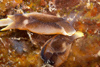 Malaysia - underwater images - Perhentian Island - Twin rocks: Pleasant chelidonura pair (Chelidonura amoena) on a rock wall - photo by J.Tryner