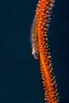 Perhentian Island - Twin rocks: Sea whip goby (Bryaninops yongei) on a sea whip